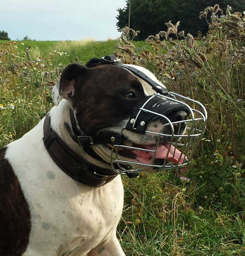 soft muzzle for staffy