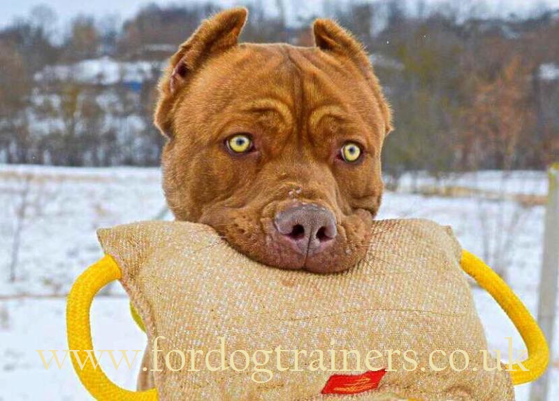 bite pillow dog training