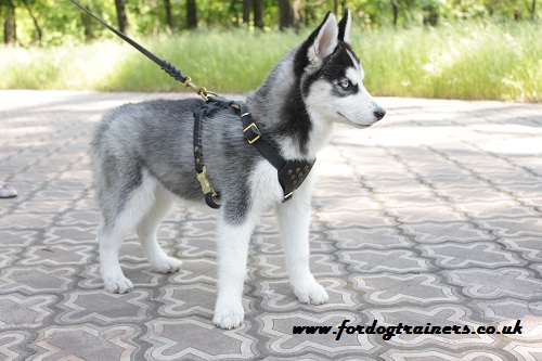 Husky Puppy Walking with a Leather Dog Lead