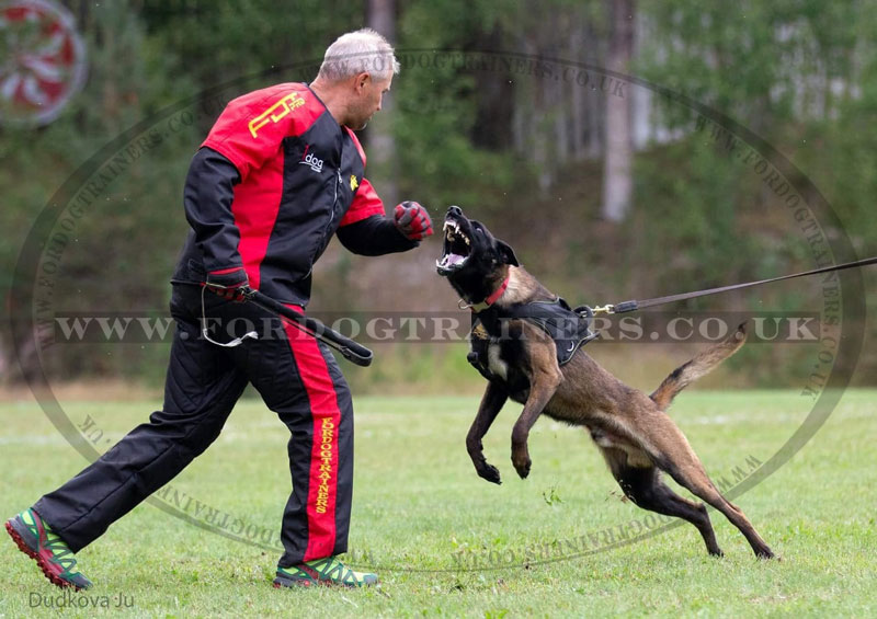 IGP Dog Training Scratch Suit