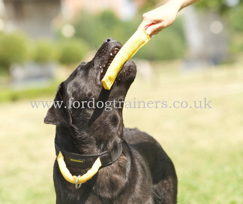 puppy biting training tug