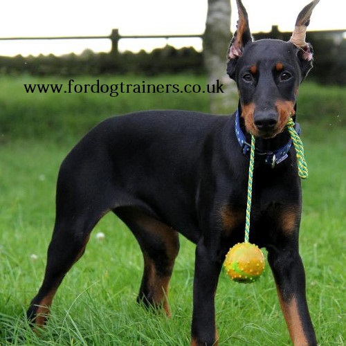 Dog Training Ball on Rope