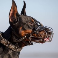 The Best Basket Muzzle for Doberman Pinscher and Long-Nosed Dogs