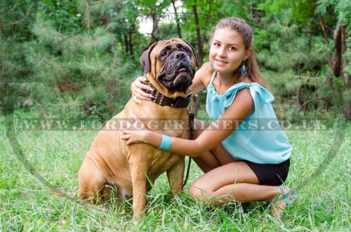 Spiked Dog Collar for Bullmastiff