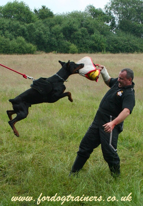 dog bite sleeve training