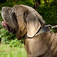 Neapolitan Mastiff Dog Breed Perfect Dog Collar Design 1.4" Wide