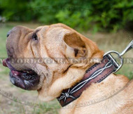 Designer Dog Collar with Barbed Wire Painting for Shar Pei Style