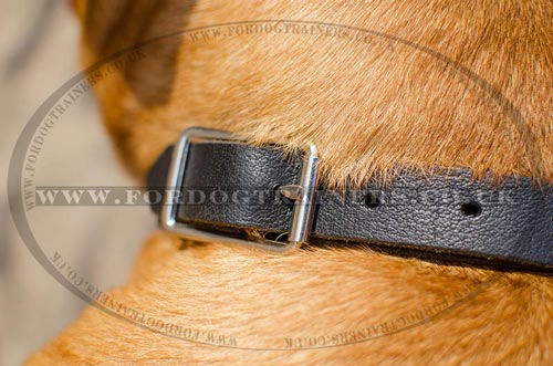 Buckle Dog Collar Choker