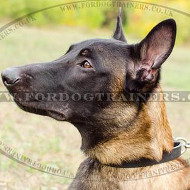 1 Inch Dog Collar for Malinois | Leather Dog Collar for Malinois