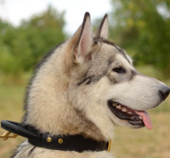 Siberian Husky Dog Collar with Handle