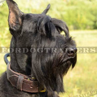 Schnauzer Dog Collar with Handle