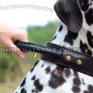 Leather Dog Collar with Handle | Dalmatian Training Dog Collar