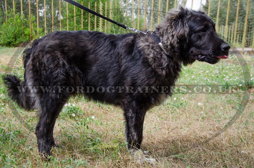 dog collar with nameplate Caucasian Ovcharka