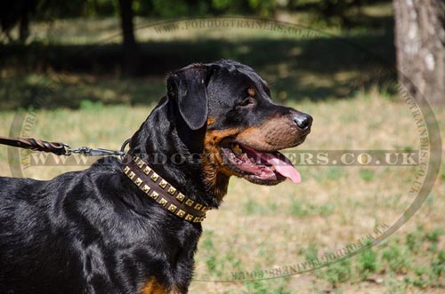 Dog Collars for Large Dogs