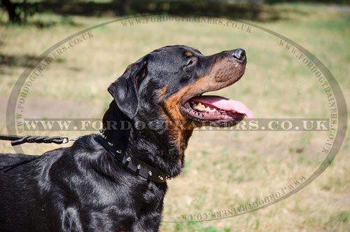 Dog Collars for Large Dogs