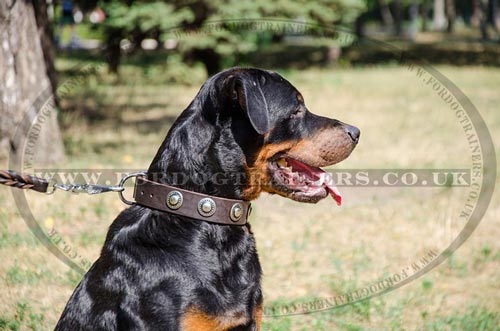 dog collars uk