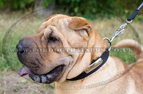 Shar Pei Dog Collars with ID Plate