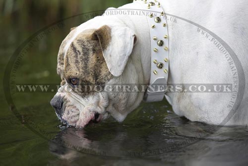 Dog Cooling in Hot Weather