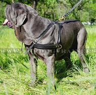 Dog Harness for Neapolitan Mastiff for Sale | Best Dog Harness