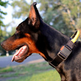 Dobermann Pincher