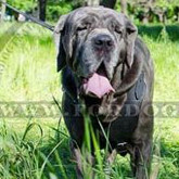 Italian Mastiff (Mastino Napoletano)