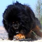 Tibetian Mastiff
