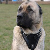 Caucasian Shepherd UK