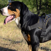 Swiss Mountain Dog