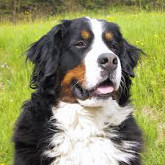 Bernese Mountain Dog