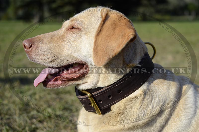 Labrador collar hot sale