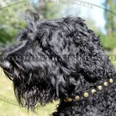 Black Russian Terrier