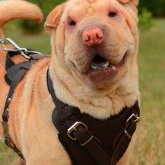 Shar Pei