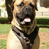 Bullmastiff