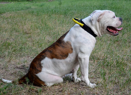 Bulldog collar