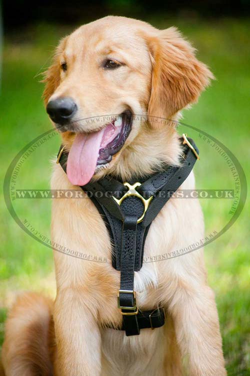 Universal dog harness