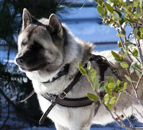 Leather dog harness