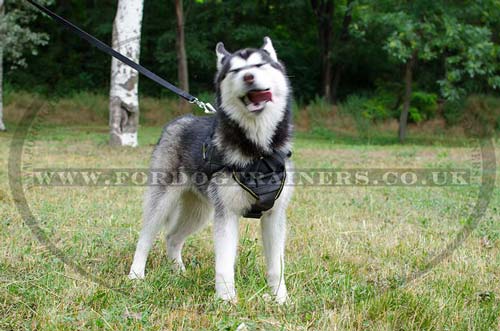 akita husky dog harness