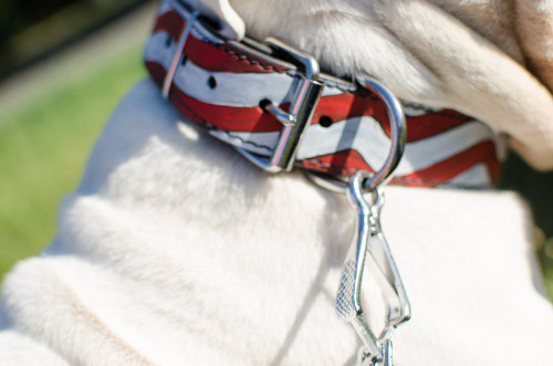 dog collars for bulldogs