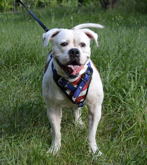 American Bulldog Harness UK