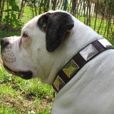 Plated dog collar