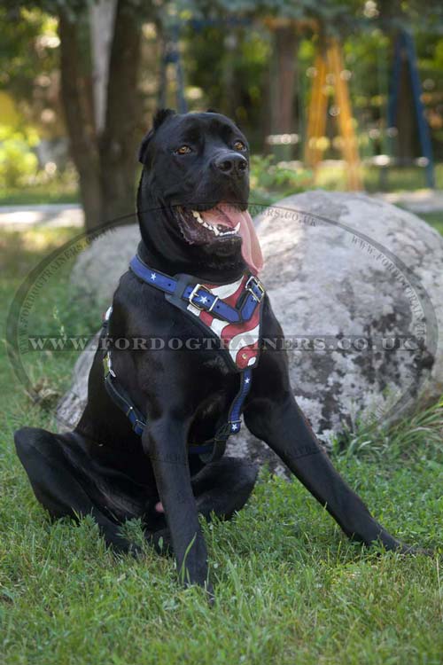 Leather dog harness for large dogs