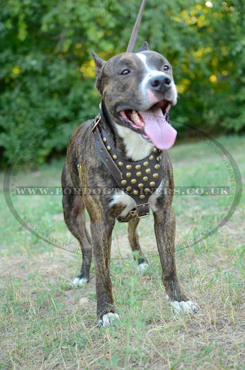 American Staffordshire Terrier dog harness