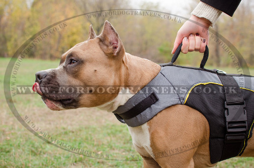 Amstaff Dog Jacket