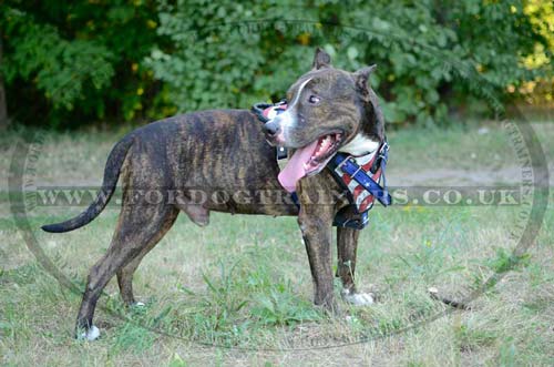 Amstaff training dog harness