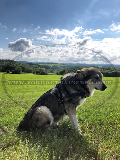 Australian Shepherd Dog Harness for Pulling