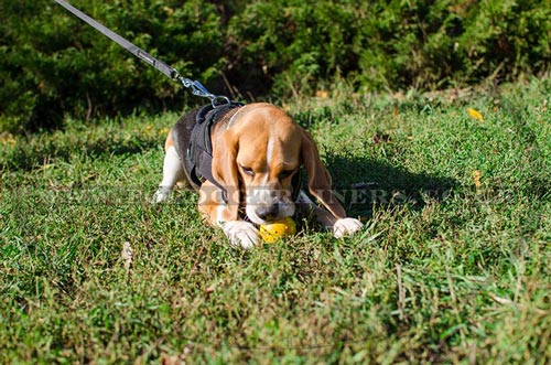 Beagle Harness with Handle for Small Dog Walking