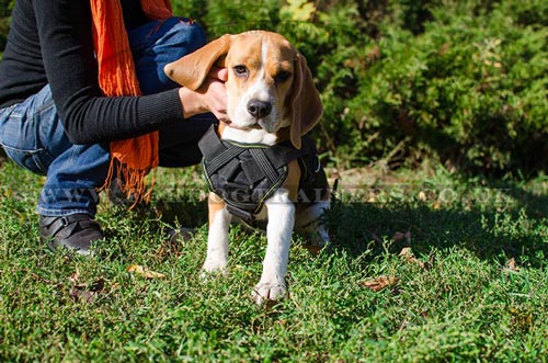 Beagle Harness with Handle for Small Dog Walking