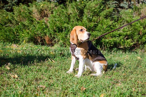 Beagle Harnesses UK