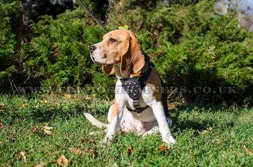 Beagle Harnesses UK