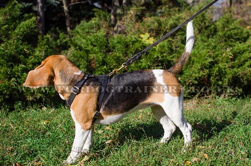 Beagle Harnesses UK